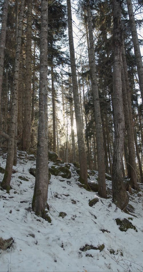 有关下雪的, 冬季, 冰的免费素材视频