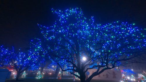 有关圣诞树, 夜灯, 夜间的免费素材视频