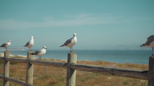 有关栖息, 海鸥, 海鸟的免费素材视频