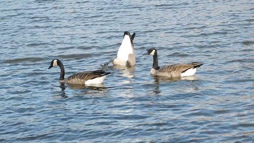 有关动物, 水禽, 游泳的免费素材视频