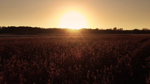 有关下田, 下落, 农业领域的免费素材视频