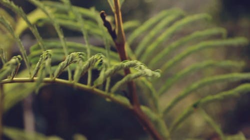 有关和平的, 园林植物, 增长的免费素材视频