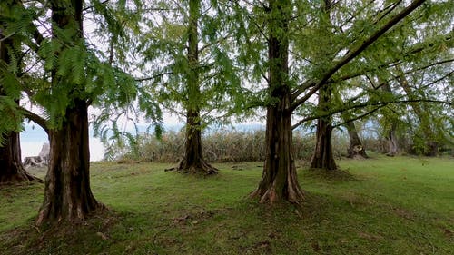 有关4k, forestpark, 和平的的免费素材视频