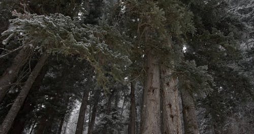 有关下雪, 下雪的, 低角度拍摄的免费素材视频