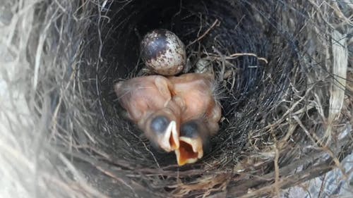 有关巢, 户外, 新生儿的免费素材视频