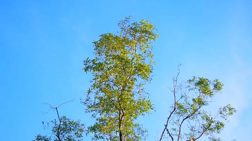 有关セルバスンダルバン, 丛林树, 云林的免费素材视频