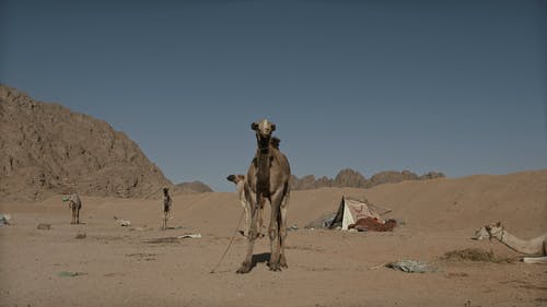 有关一群骆驼, 乾旱, 乾的的免费素材视频