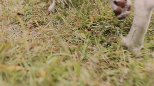 有关宠物, 後视图, 户外的免费素材视频