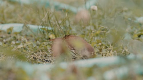 有关低角度拍摄, 动物, 天性的免费素材视频