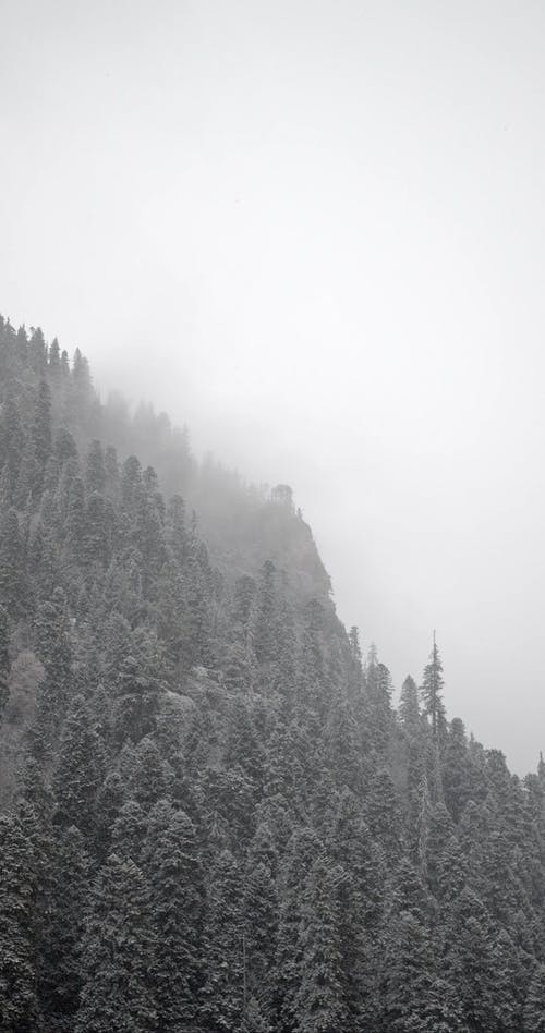 有关下雪, 从上面查看, 冬天的松树的免费素材视频