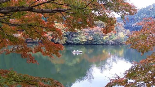 有关天性, 平静的水面, 户外的免费素材视频