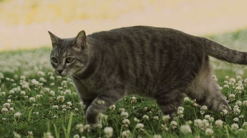 有关小花, 户外, 步行的免费素材视频