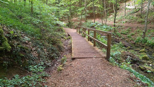 有关天性, 户外, 森林的免费素材视频