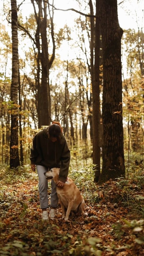 有关下落, 伴侣, 公园的免费素材视频