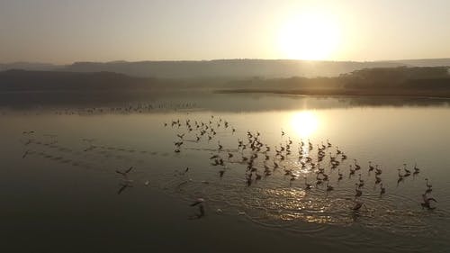 有关cinemagraph, 和平的, 天性的免费素材视频