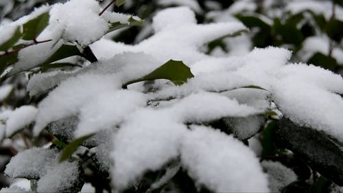 有关下雪的, 冒险, 冬季的免费素材视频