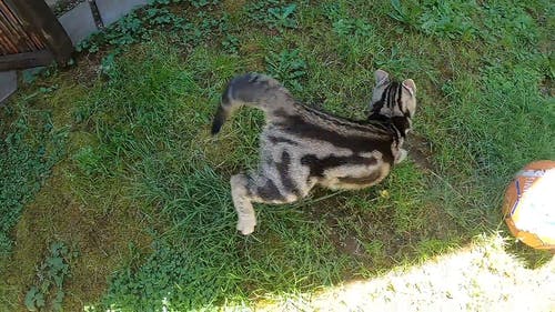 有关可爱, 可爱的, 大花猫的免费素材视频