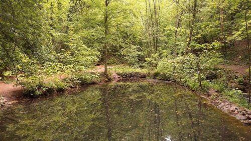 有关forestpark, 人行道, 冒险的免费素材视频