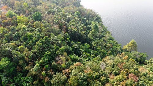 有关印尼, 天性, 树木的免费素材视频