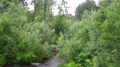 有关天性, 小河, 岩石的免费素材视频