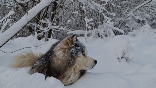 有关下雪的, 冬季, 冬衣的免费素材视频