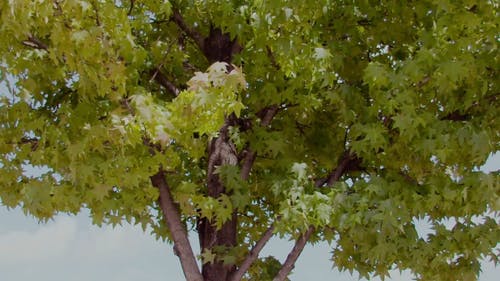 有关低角度视图, 分支机构, 慢动作的免费素材视频