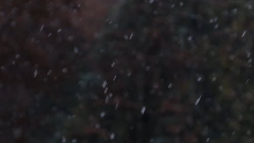 有关下雪的, 冬季, 天性的免费素材视频