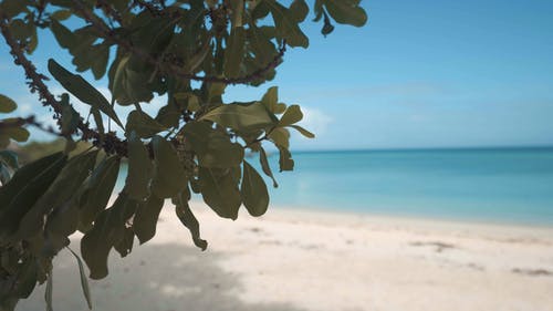 有关图案, 景深, 模糊的免费素材视频