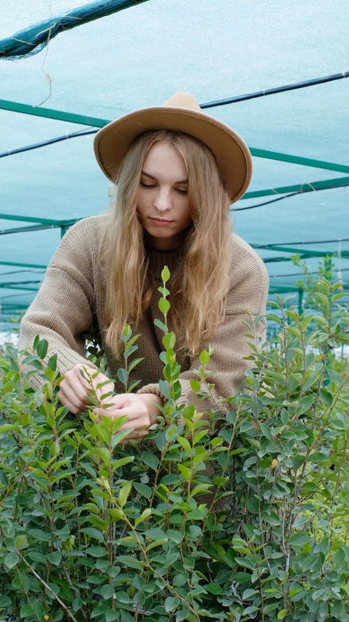 有关低角度拍摄, 修剪花草, 嗜好的免费素材视频