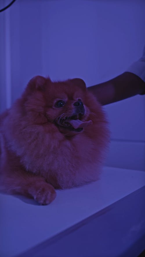 有关兽医, 动物, 呼吸的免费素材视频