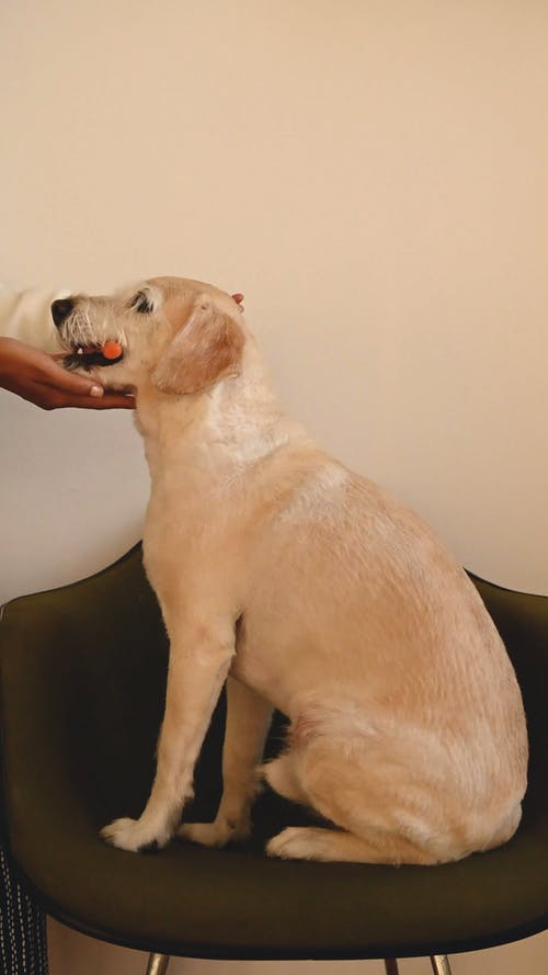 有关咀嚼, 垂直视频, 宠物的免费素材视频