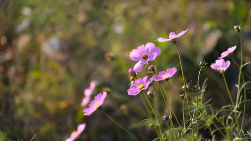 有关日光, 紫色的花朵, 绽放的免费素材视频