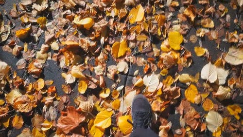 有关下落, 步行, 秋天的免费素材视频