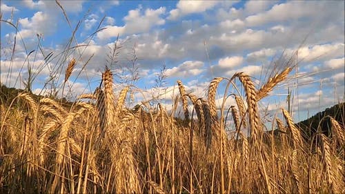 有关农业用地, 天性, 小麦的免费素材视频