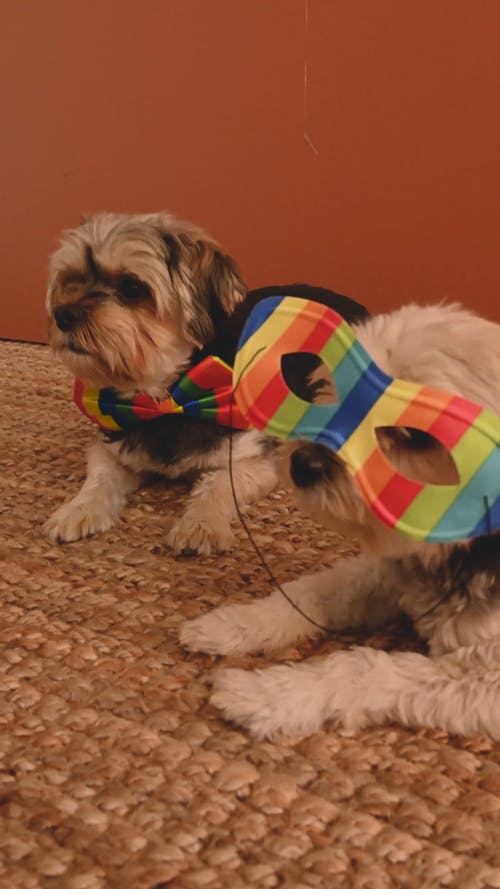 有关可爱, 垂直视频, 家畜的免费素材视频