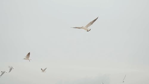 有关birds_flying, 天性, 天空的免费素材视频