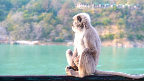 有关动物, 坐着的猴子, 天性的免费素材视频