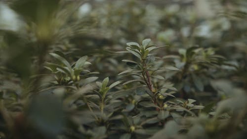 有关增长, 有机, 植物的免费素材视频