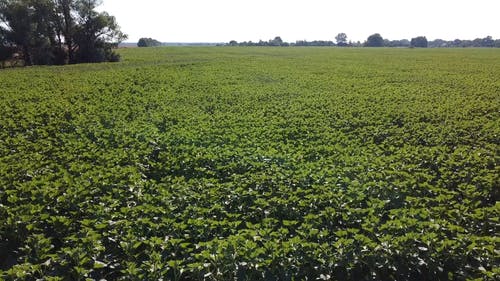 有关农业领域, 向日葵田, 外观的免费素材视频