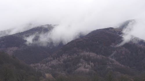 有关和平的, 天性, 户外的免费素材视频