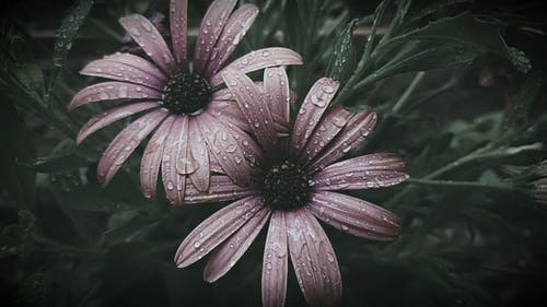 有关天性, 季节, 新鲜的免费素材视频