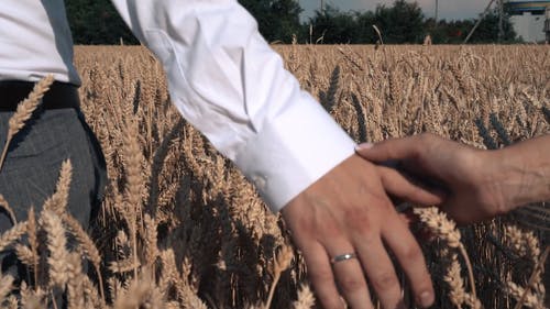 有关一对, 小麦, 戒指的免费素材视频