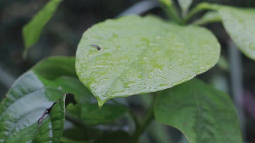 有关下雨, 天性, 天气的免费素材视频