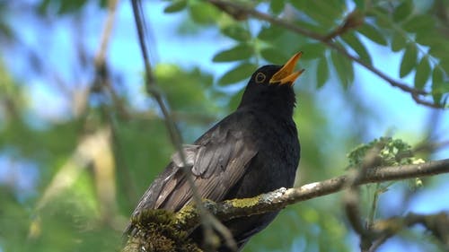 有关坐, 天性, 户外的免费素材视频
