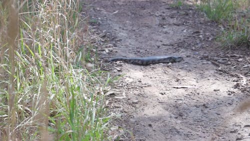 有关动物, 印尼, 地面的免费素材视频