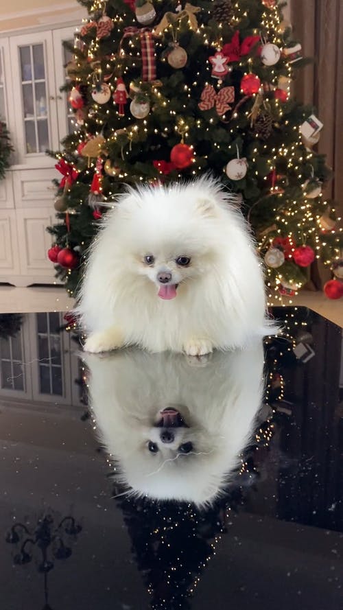 有关伸出舌头, 动物, 可爱的免费素材视频