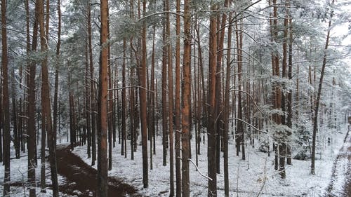 有关4k, forestpark, 冬季的免费素材视频