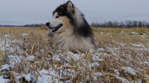 有关@户外, 乾草, 休息的免费素材视频