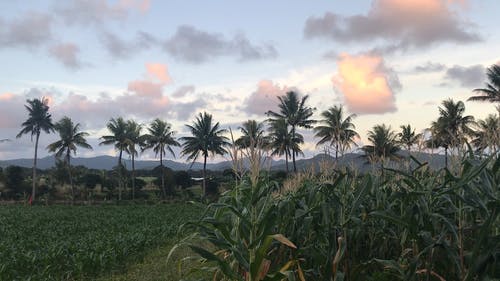 有关农业用地, 天性, 林场的免费素材视频