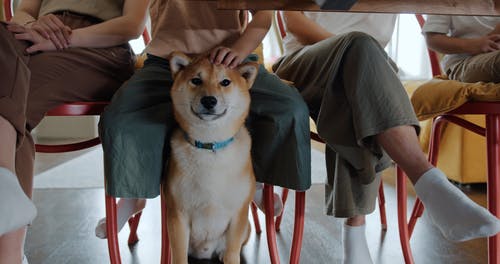 在桌子底下抚摸一只宠物狗 · 免费素材视频